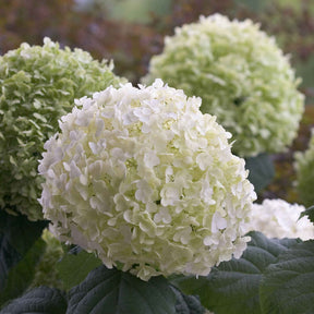 Hydrangea arborescens 'strong annabelle' - Hortensia Strong Annabelle - Hortensias