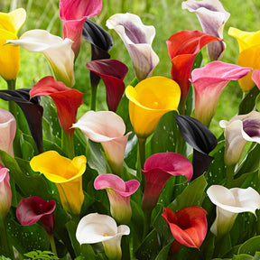 3 Arums en mélange : jaune, rouge, rose - Willemse