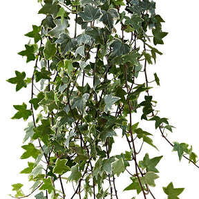 Lierre commun Eva - Hedera helix eva - Willemse