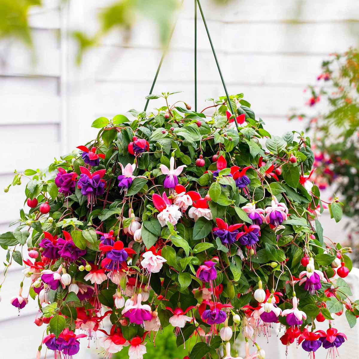 3 Fuchsias Blue Angel, Dark Eyes, Swingtime en mélange - Willemse