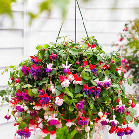 3 Fuchsias Blue Angel, Dark Eyes, Swingtime en mélange - Willemse