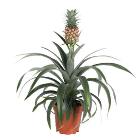 Ananas comosus 'Corona' - Ananas comosus - Plantes tropicales