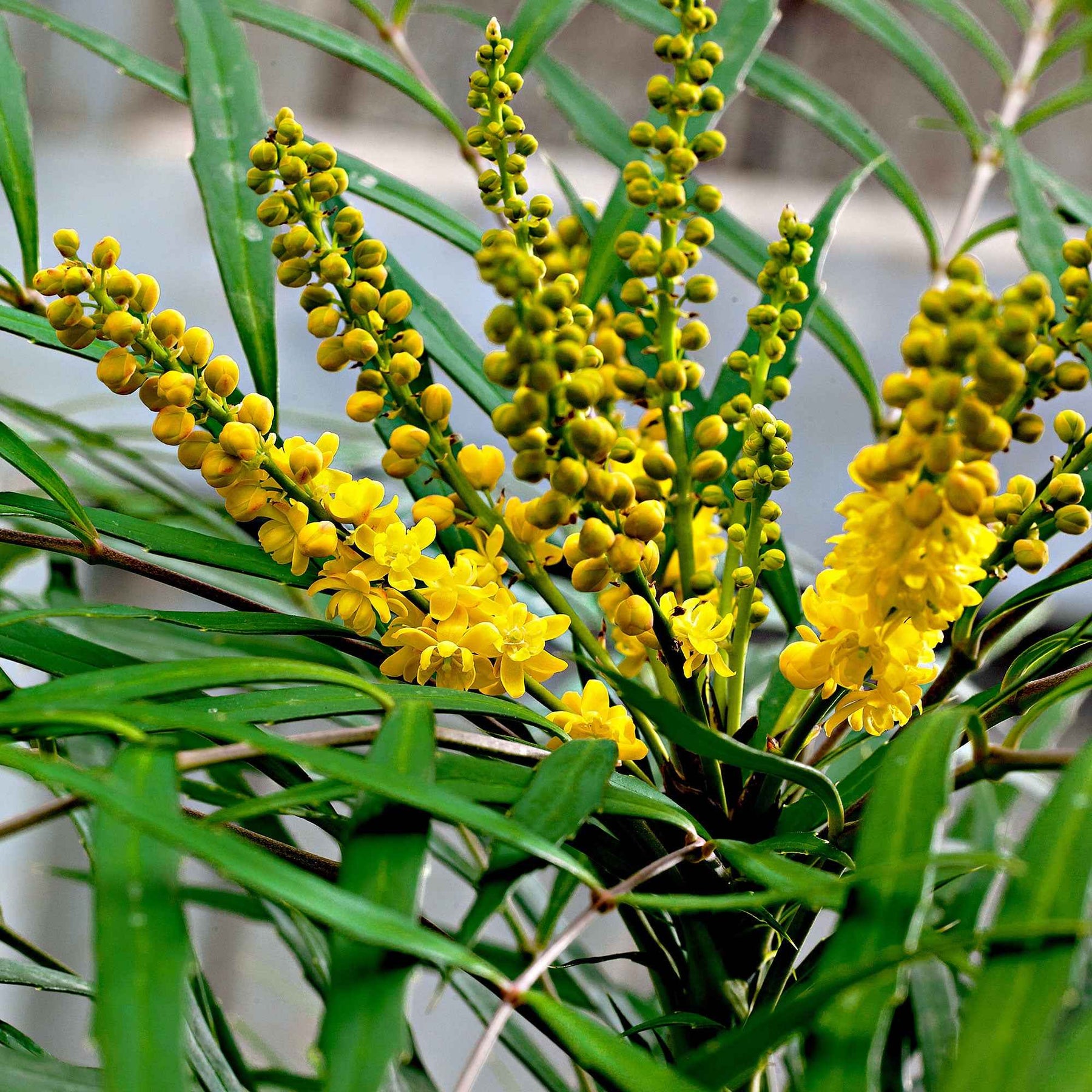 Mahonia eurybracteata Soft Caress - Mahonia Soft Caress - Mahonias