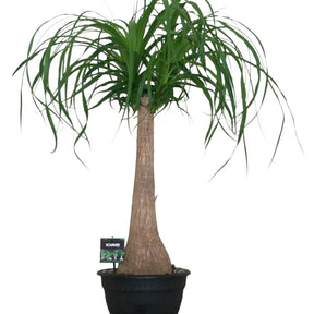 Pied d'éléphant - Beaucarnea recurvata - Willemse