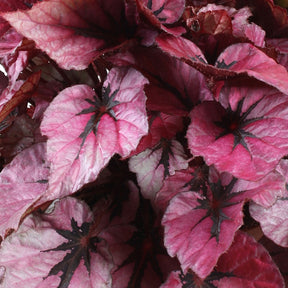 Bégonia Beleaf Indian Summer - Begonia beleaf indian summer - Willemse