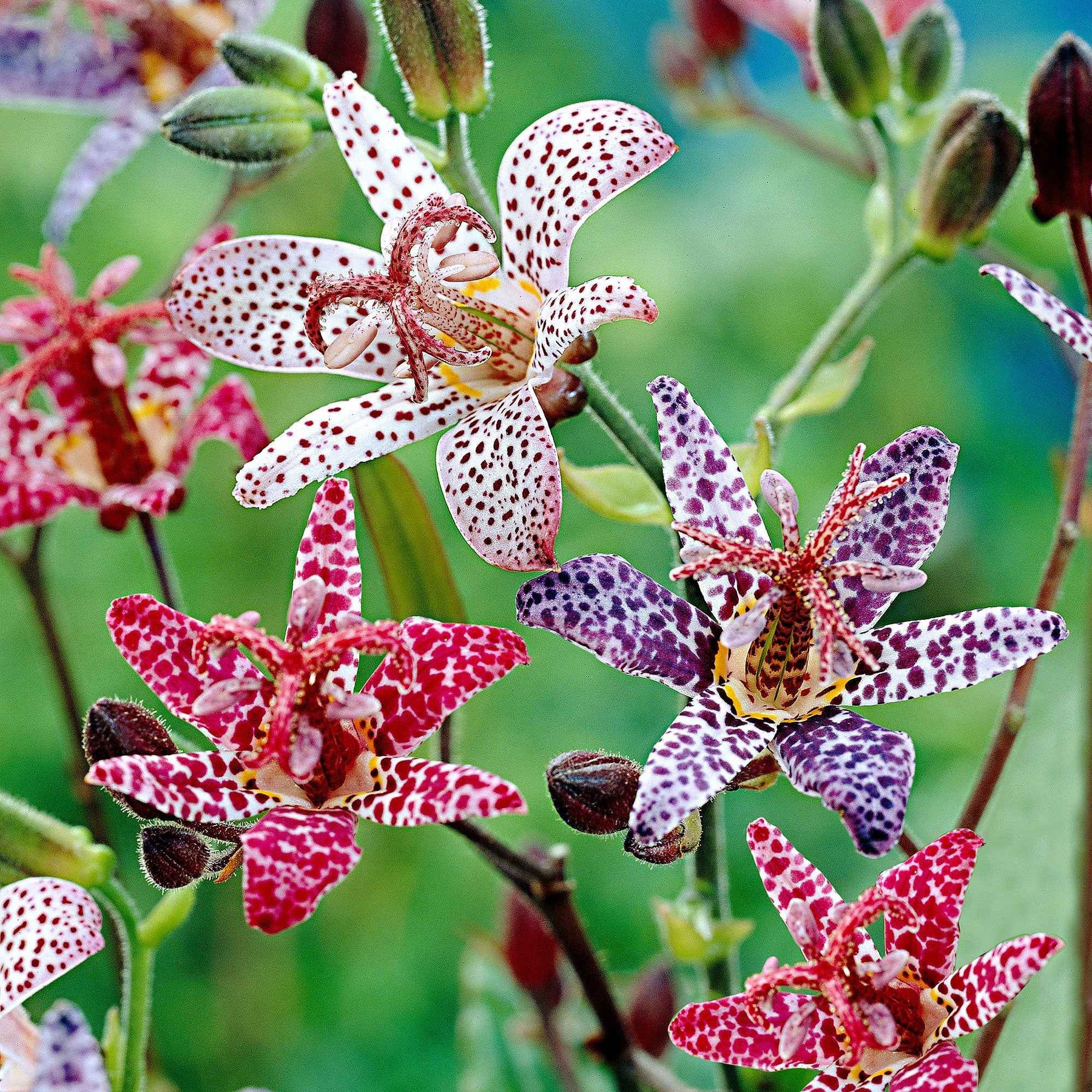 5 Tricyrtis en mélange - Willemse