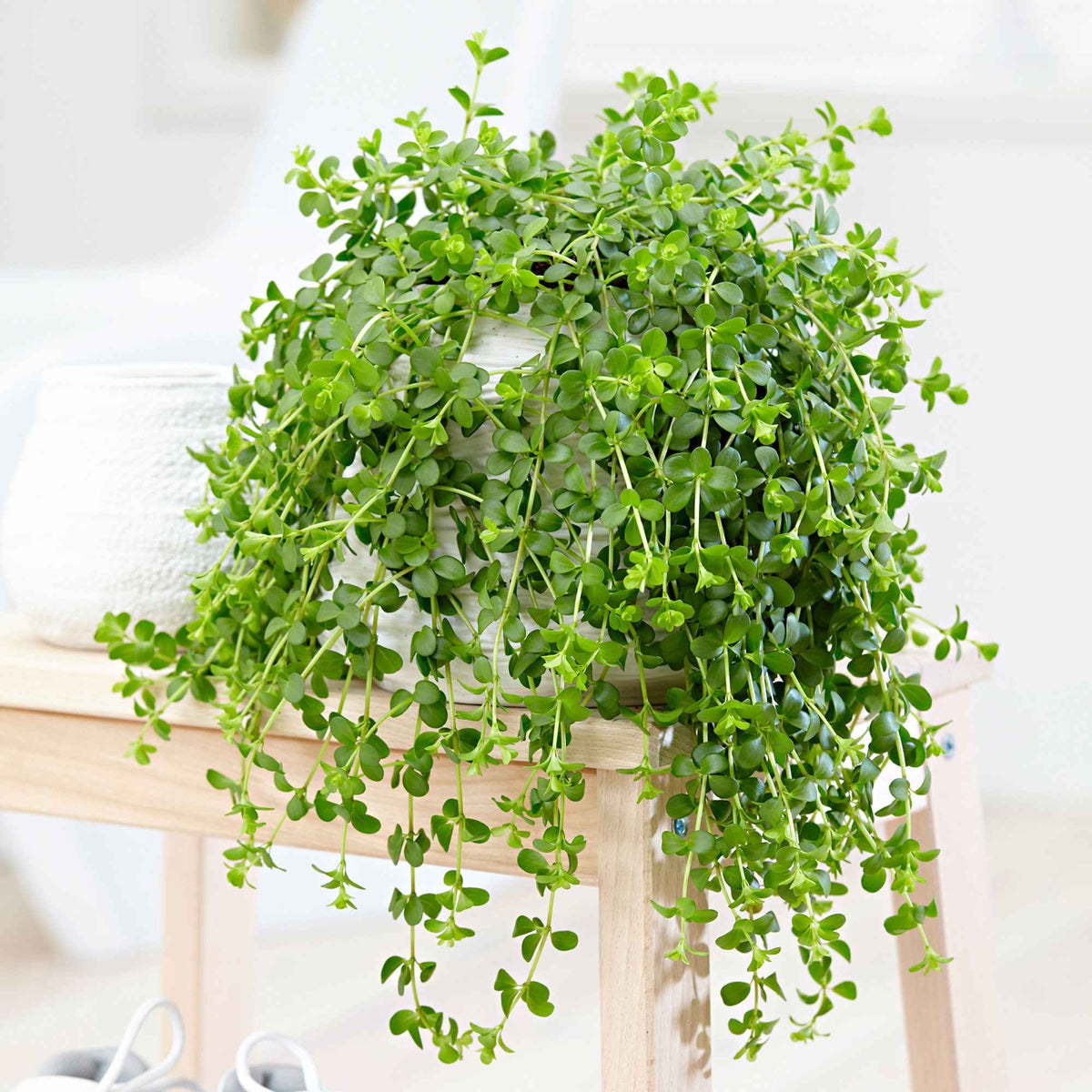 Peperomia Isabelle - Willemse