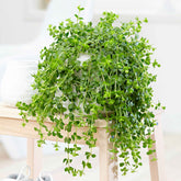 Peperomia Isabelle - Willemse