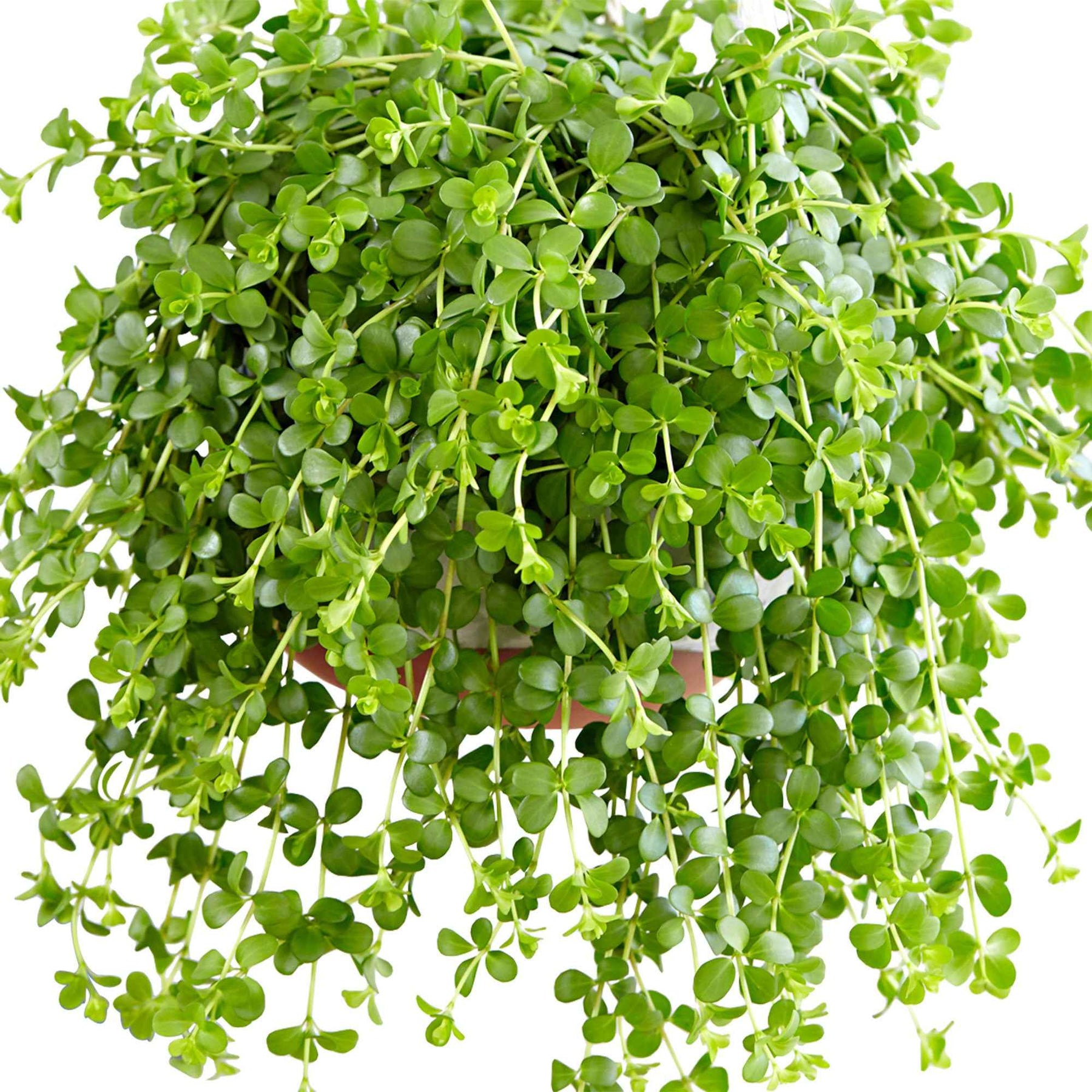 Peperomia Isabelle - Peperomia isabelle - Willemse