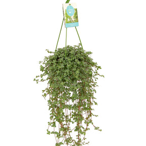Pilea glaucophylla - Pilea glaucophylla - Willemse