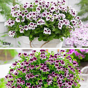 Géranium de balcon - 6 Pelargoniums odorants Mosquitaway Lizzy et Eva en mélange - Pelargonium mosquitaway 'eva', 'lizzy'