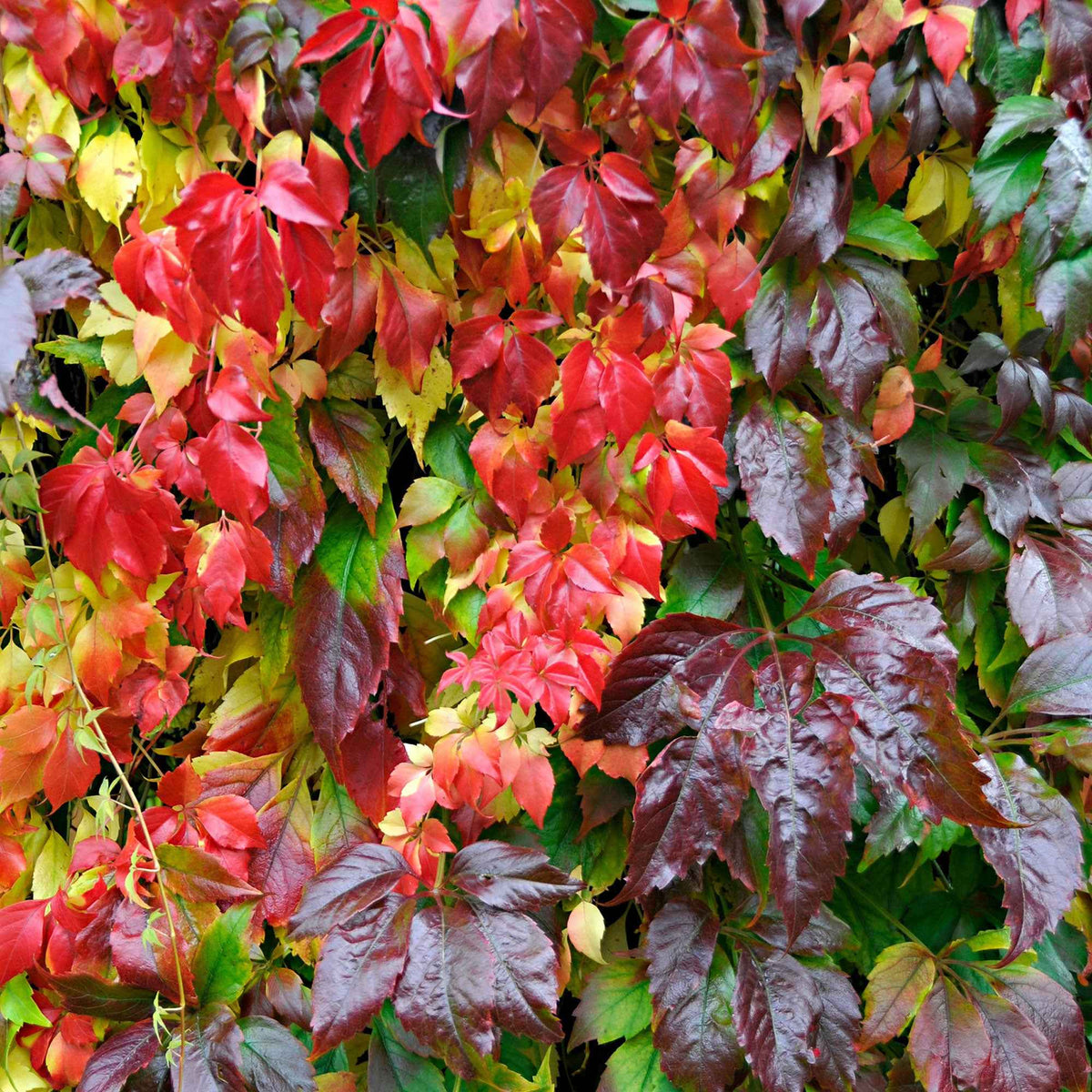 Vigne vierge Engelmannii - Parthenocissus quinquefolia 'engelmannii' - Willemse