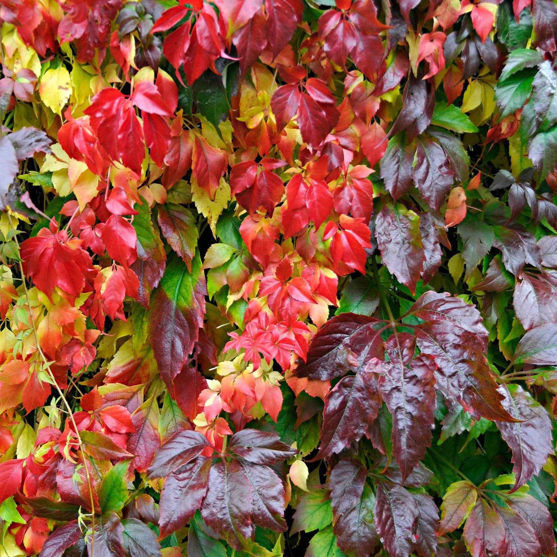 Vigne vierge Engelmannii - Parthenocissus quinquefolia 'engelmannii' - Willemse