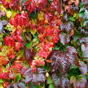 Vigne vierge Engelmannii - Parthenocissus quinquefolia 'engelmannii' - Willemse