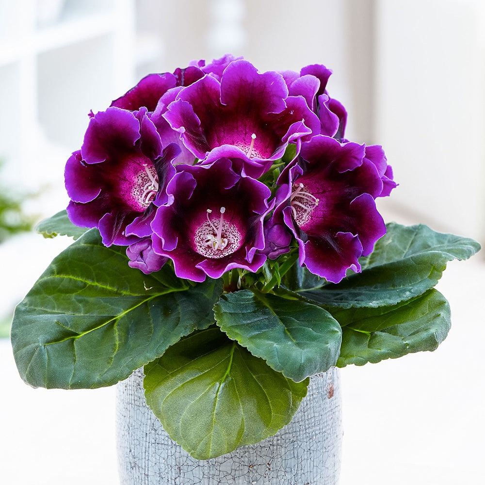 Gloxinia des fleuristes violet - Willemse