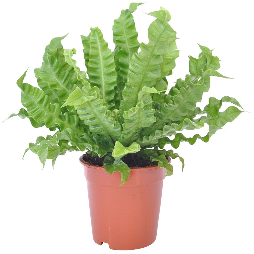Asplenium nidus crispy wave - Fougère nid d'oiseau Crispy Wave - Fougère d'intérieur
