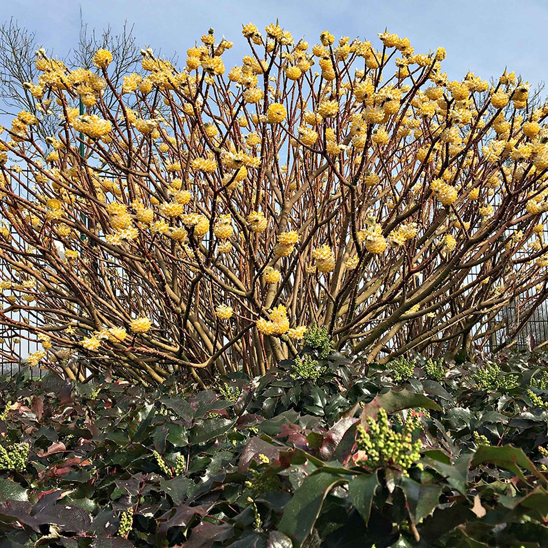 Edgeworthia Grandiflora - Buisson à papier - Willemse