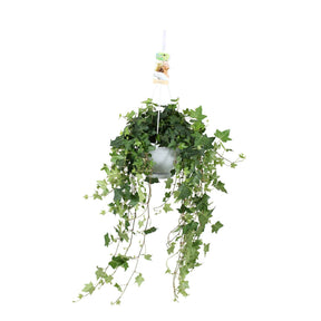 Hedera helix Pittsburgh - Lierre commun Pittsburgh - Lierre