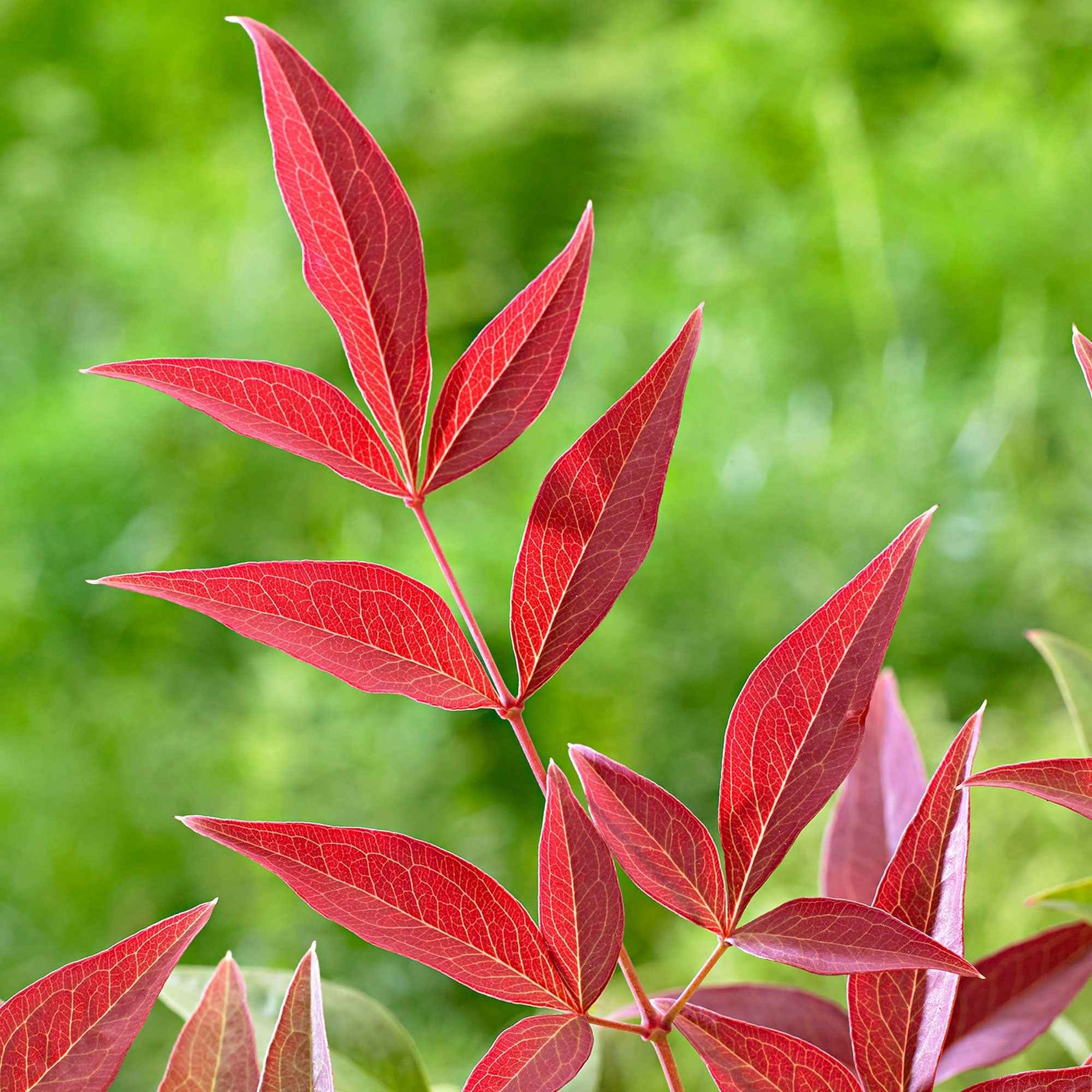 Nandina domestica obsessed'® - Bambou sacré Obsessed - Nandina