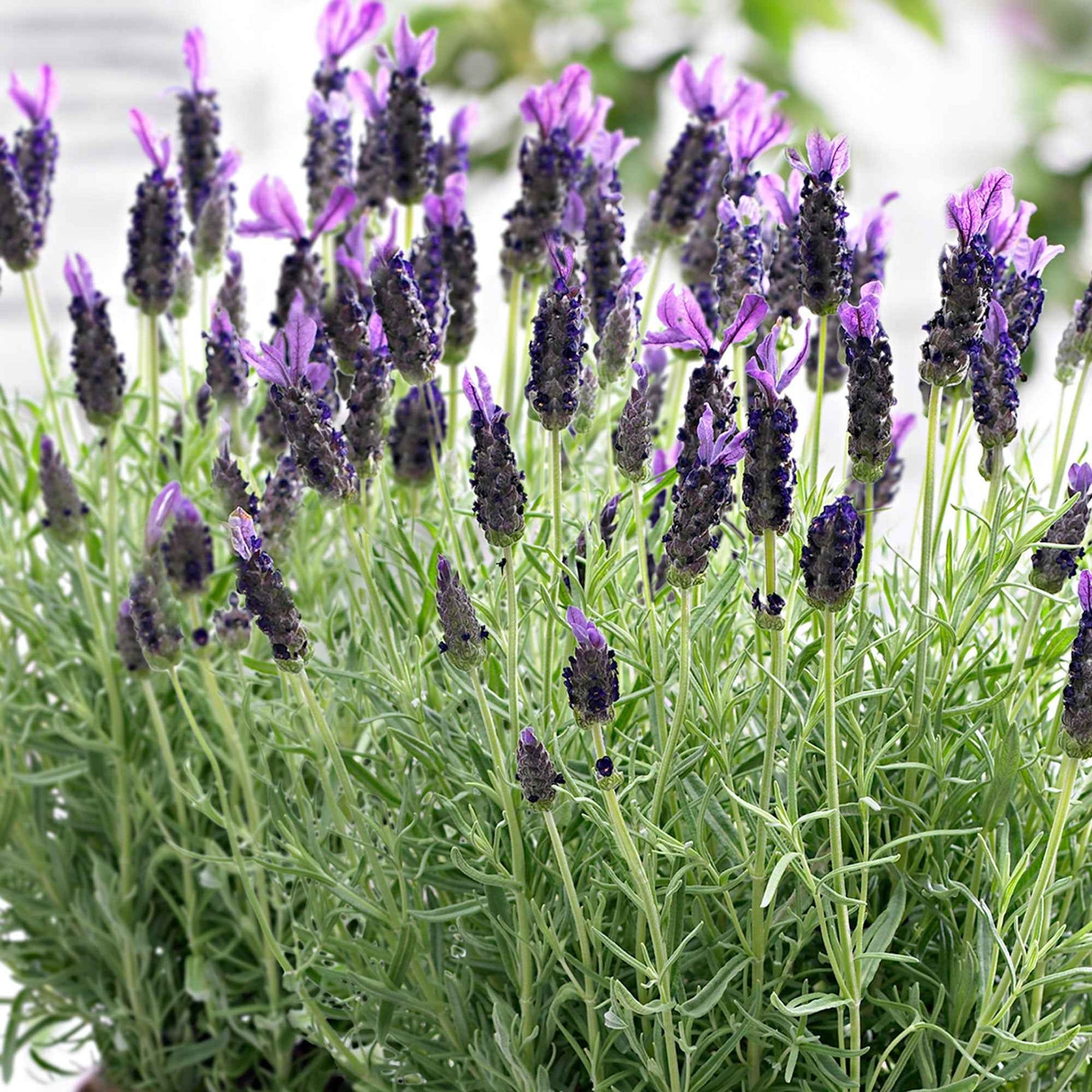 Lavandula stoechas 'anouk' - Lavande papillon Anouk - Lavandes