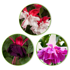 3 Fuchsias Bella Rosella, Blue Angel, New Millenium en mélange - Willemse