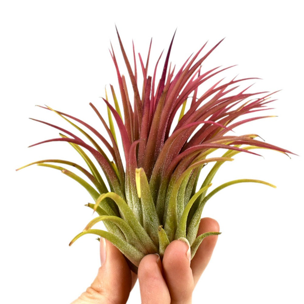 Tillandsia ionantha Rood XL - Willemse