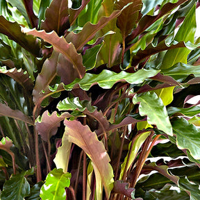 Calathéa Rufibarba Elger Grass - Calathea rufibarba elger grass - Willemse