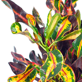 Croton Mammi - Codiaeum variegatum mammi - Willemse
