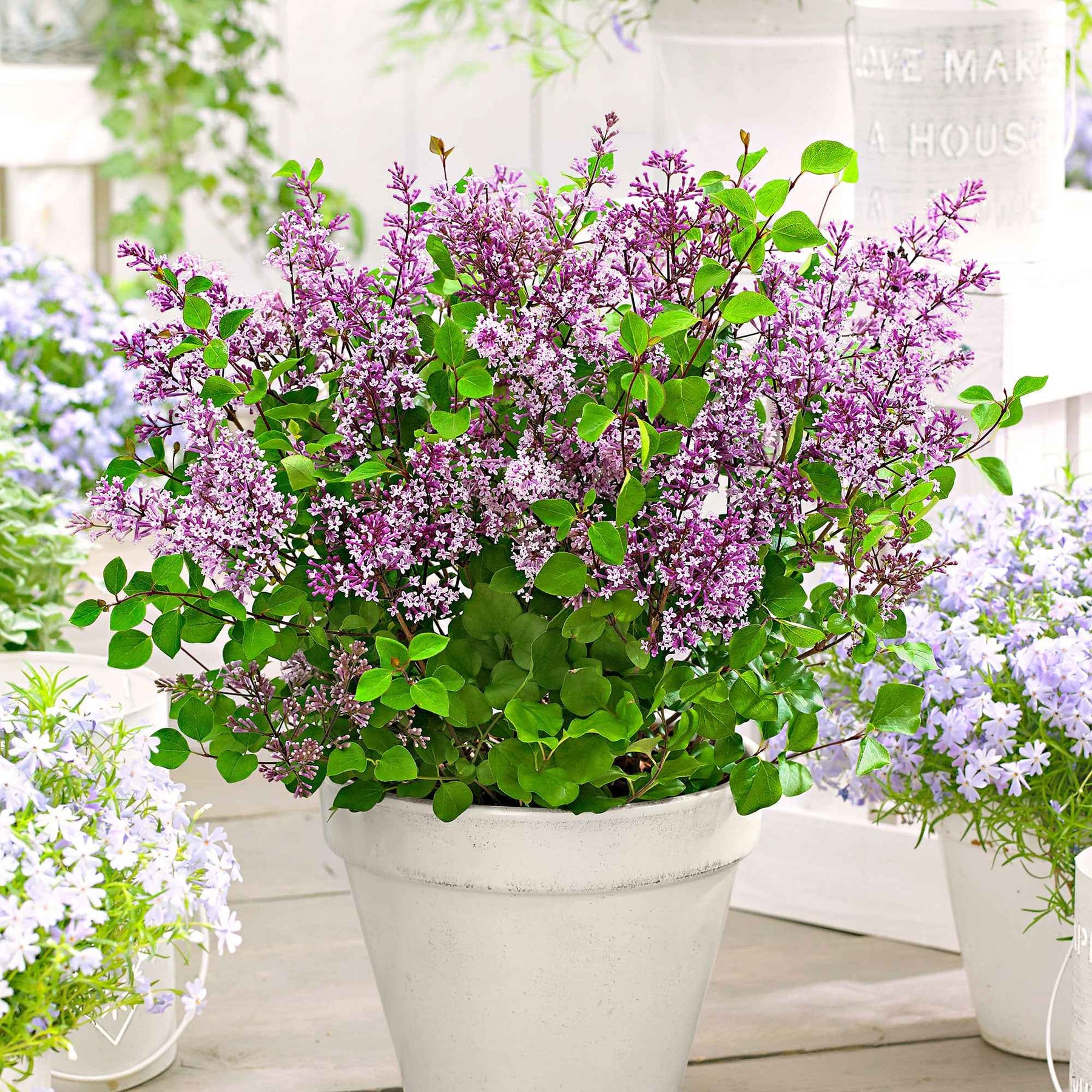 Lilas nain Dark Purple - Willemse