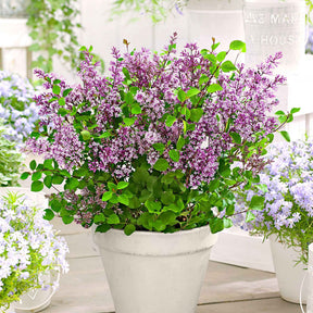 Lilas nain Dark Purple - Willemse