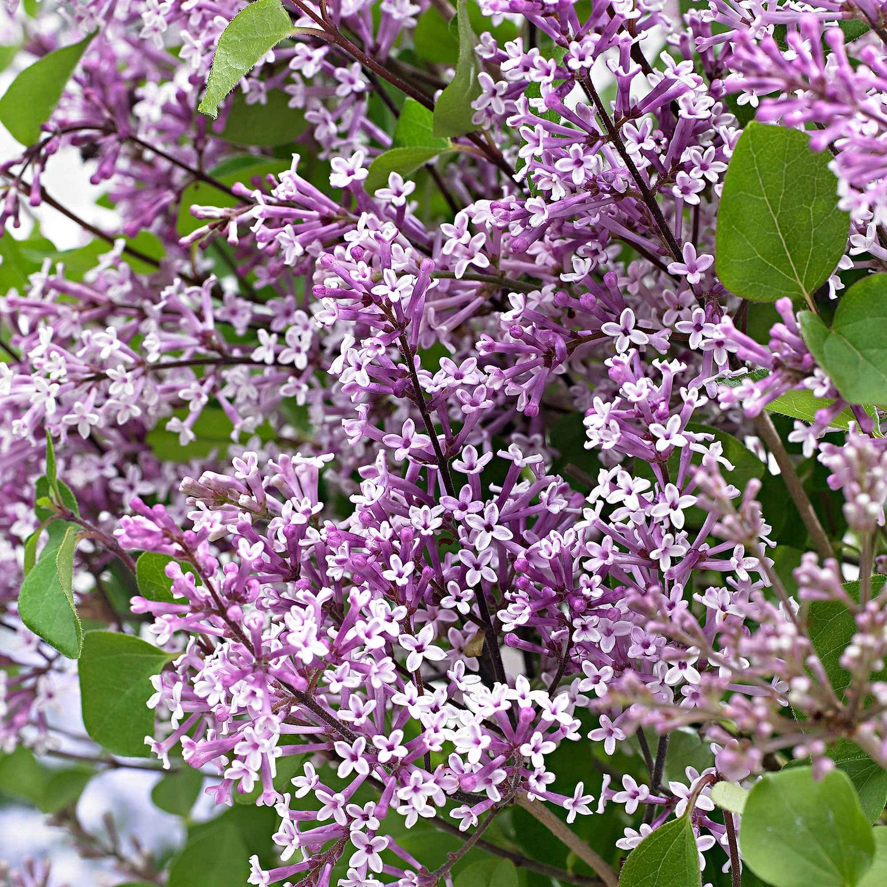 Syringa pubescens microphylla Bloomerang Dark Purple - Lilas nain Dark Purple - Lilas