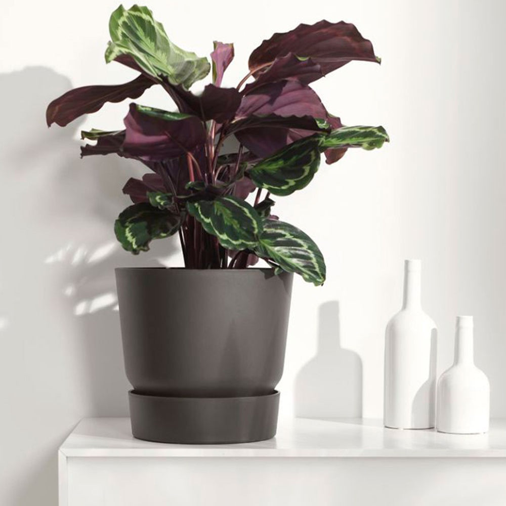 Calathéa Medaillon - Calathea medaillon - Willemse