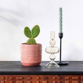 Cactus Opuntia Microdasys - Willemse