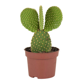 Cactus Opuntia Microdasys - Opuntia microdasys - Willemse
