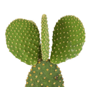 Opuntia microdasys - Cactus Opuntia Microdasys - Cactus et plantes grasses