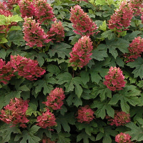 Hortensia à feuilles de chêne Ruby Slippers® - Willemse