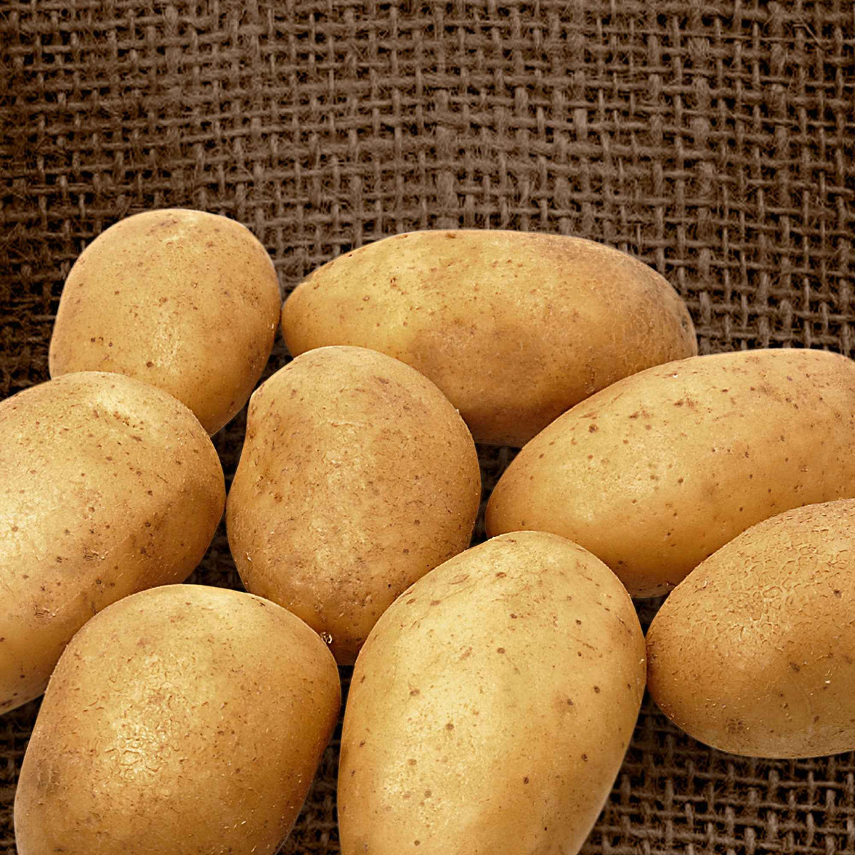 25 Pommes de terre Wilja - Willemse