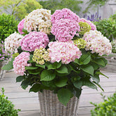 Hortensia Doppio Nuvola - Willemse
