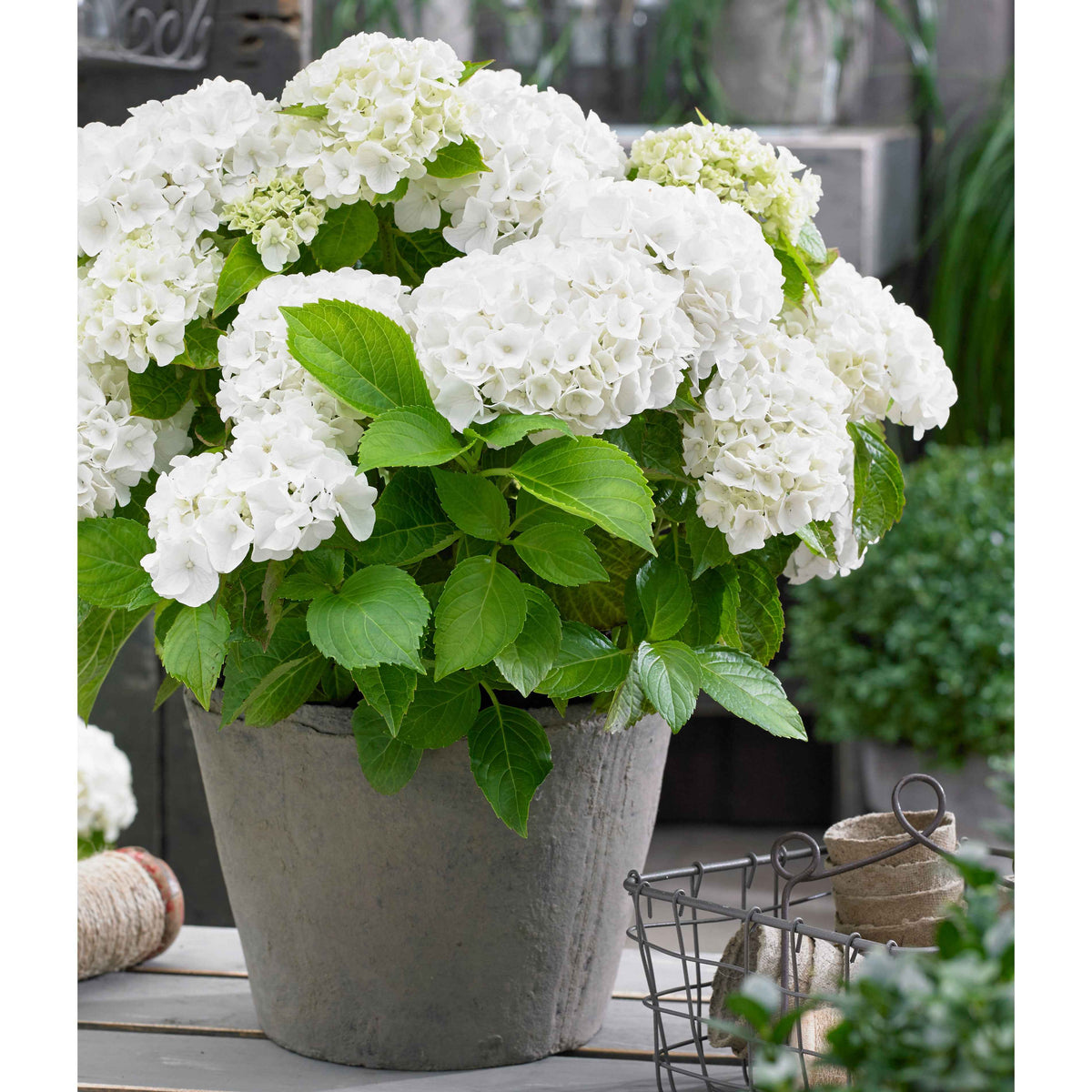 Hortensia blanc - Hydrangea macrophylla - Plantes