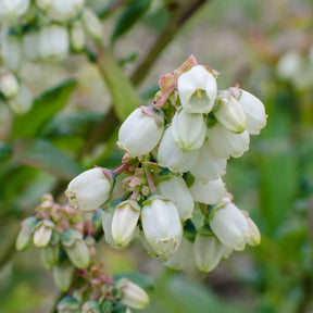 Myrtillier Brigitta Blue - Vaccinium corymbosum Brigitta Blue - Willemse