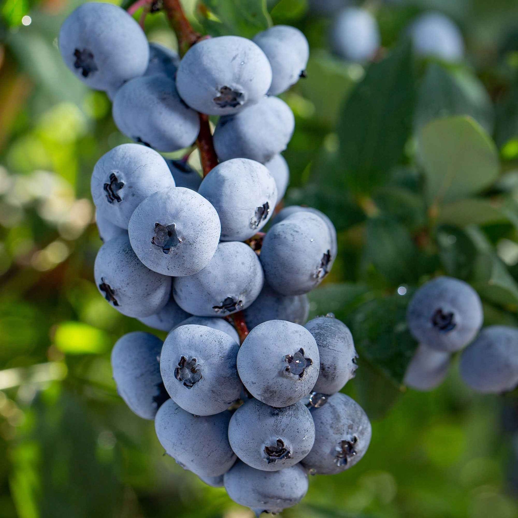 Myrtillier Brigitta Blue - Willemse