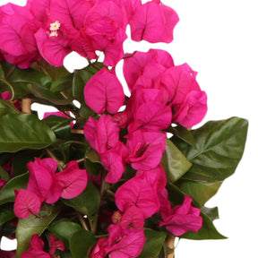 Bougainvillea spectabilis 'vera deep purple' - Bougainvillier Vera Deep Purple - Bougainvilliers
