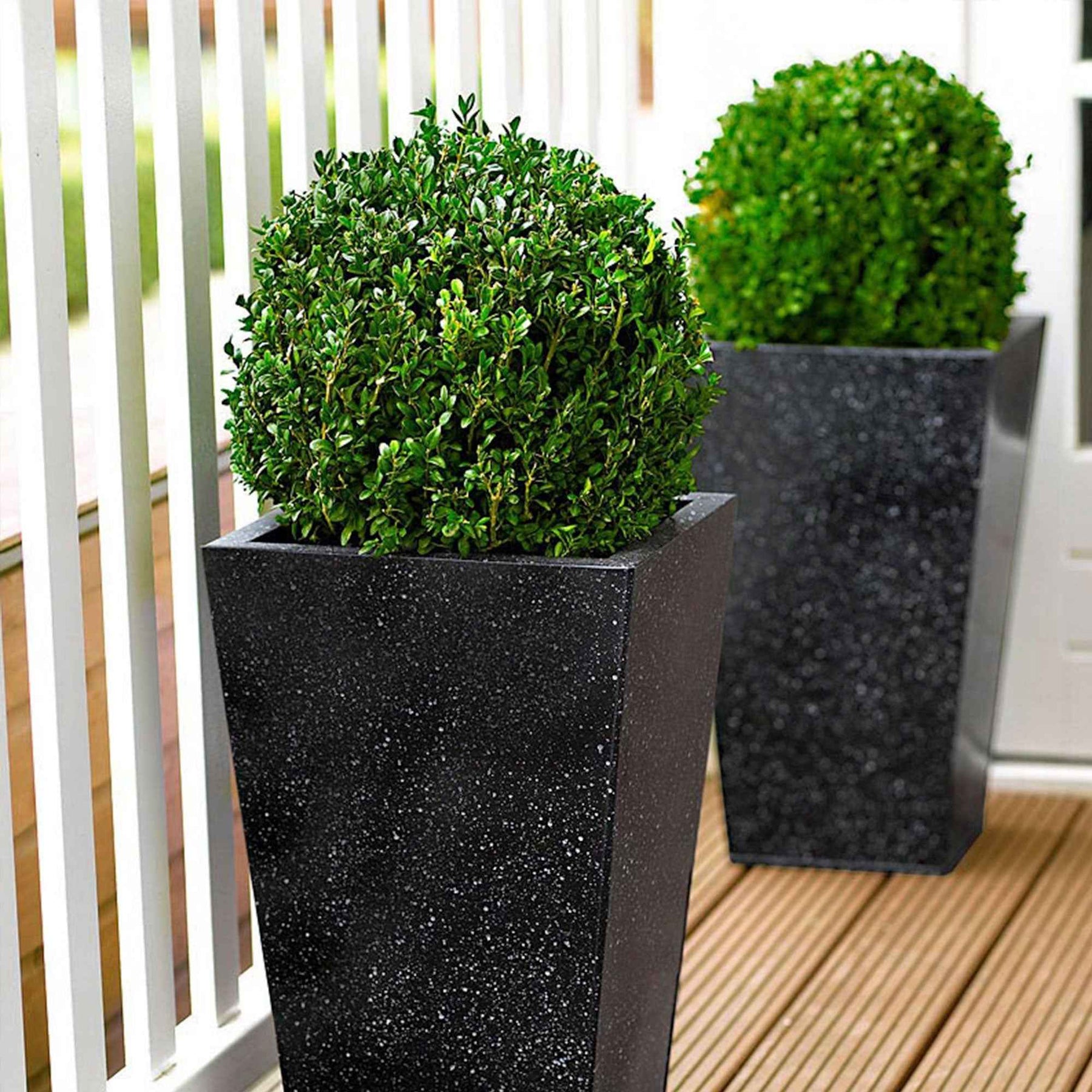 Vente Buis boule - Buxus sempervirens
