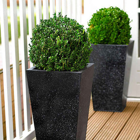 Vente Buis boule - Buxus sempervirens