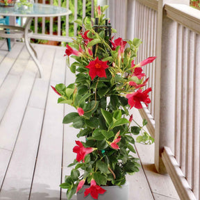 Jasmin du Brésil - Dipladenia pyramide rouge - Willemse