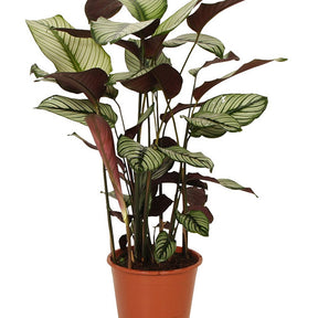 Vente Calathéa White Star - Calathea white star