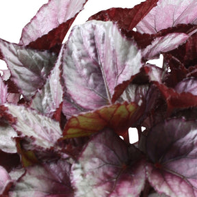 Bégonia Beleaf Maori Haze - Begonia beleaf maori haze - Willemse