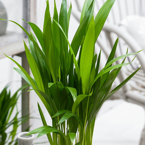 Dypsis lutescens - Areca - Palmier d'intérieur - Palmier d'intérieur