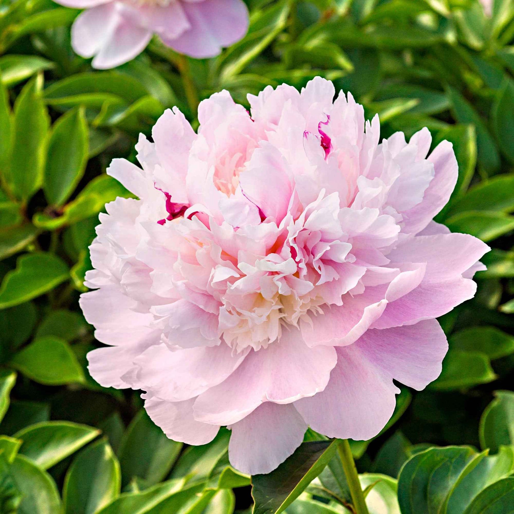 Pivoine Eden's Perfume - Willemse