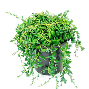 Séneçon de Rowley - Senecio herreianus compositae - Willemse